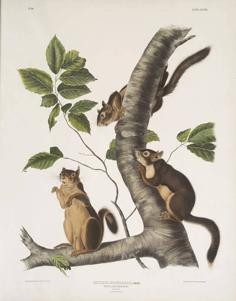 Sciurus Douglassii Douglasss Squirrel Natural Size 1 Male 2 Female Wall Art by John Woodhouse Audubon - High-Resolution Digital Print