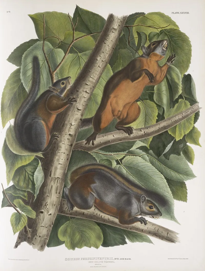 Sciurus Feruginiventris Red Bellied Squirrel Natural Size Male Female And Young Wall Art by John Woodhouse Audubon - High-Resolution Digital Print