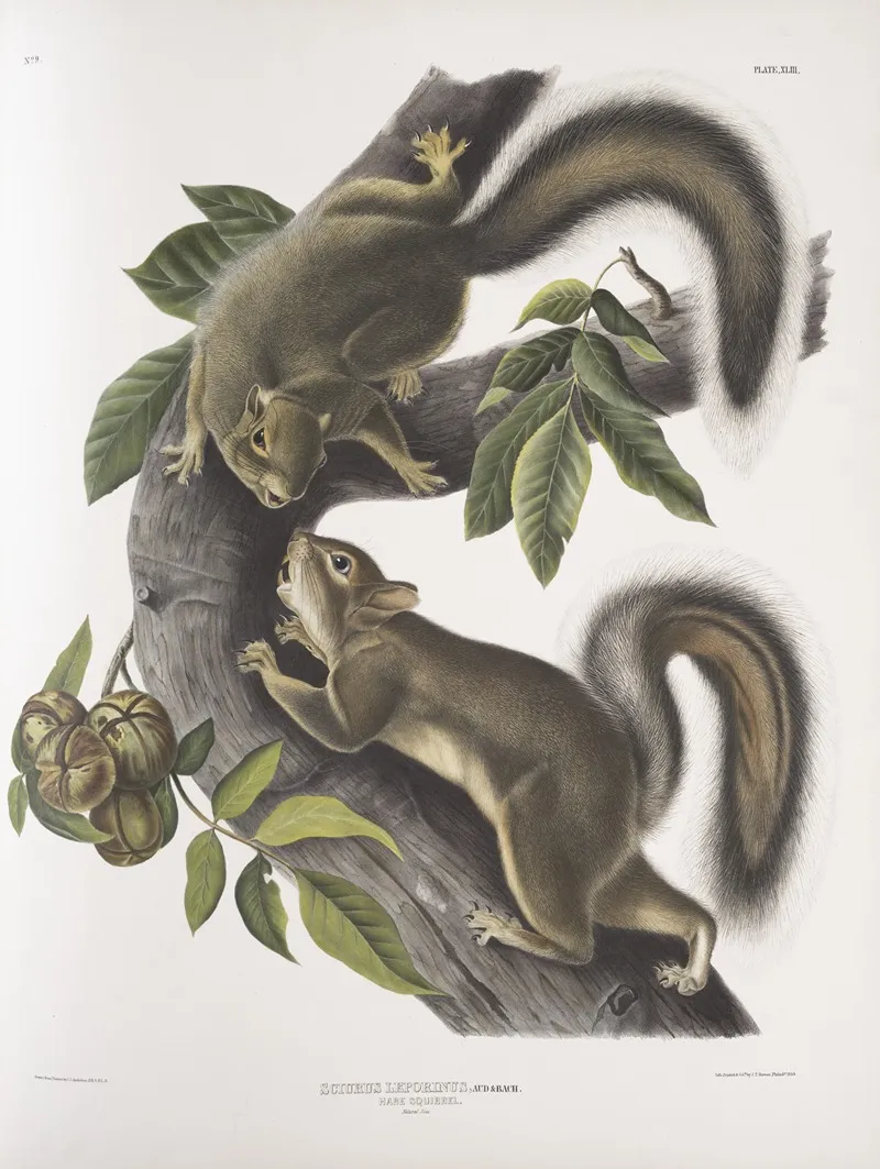 Sciurus Leporinus Hare Squirrel Natural Size Wall Art by John Woodhouse Audubon - High-Resolution Digital Print