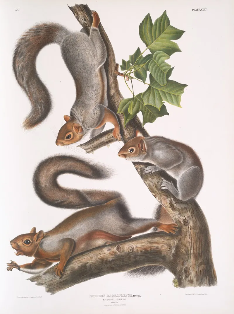 Sciurus Migratorius Migratory Squirrel Natural Size 1 Old Male 2 Female 3 Young Wall Art by John Woodhouse Audubon - High-Resolution Digital Print