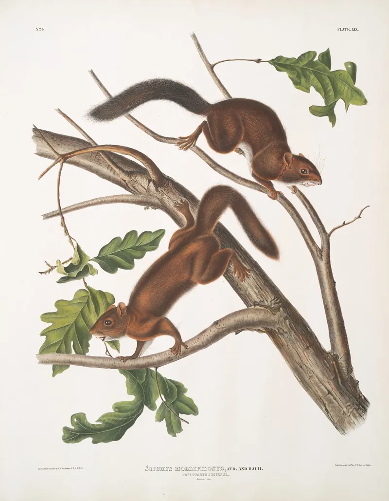 Sciurus Mollipilosus Soft Haired Squirrel Natural Size Wall Art by John Woodhouse Audubon - High-Resolution Digital Print