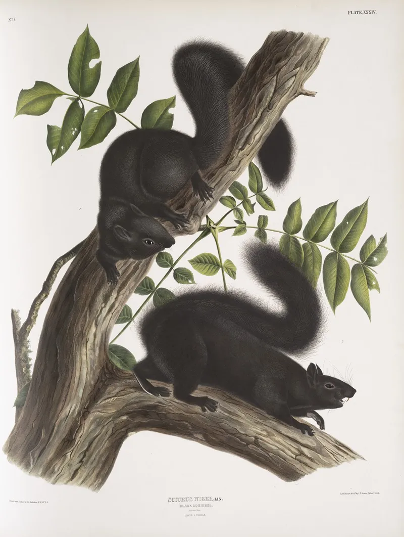 Sciurus Niger Black Squirrel Natural Size 1 Male 2 Female Wall Art by John Woodhouse Audubon - High-Resolution Digital Print