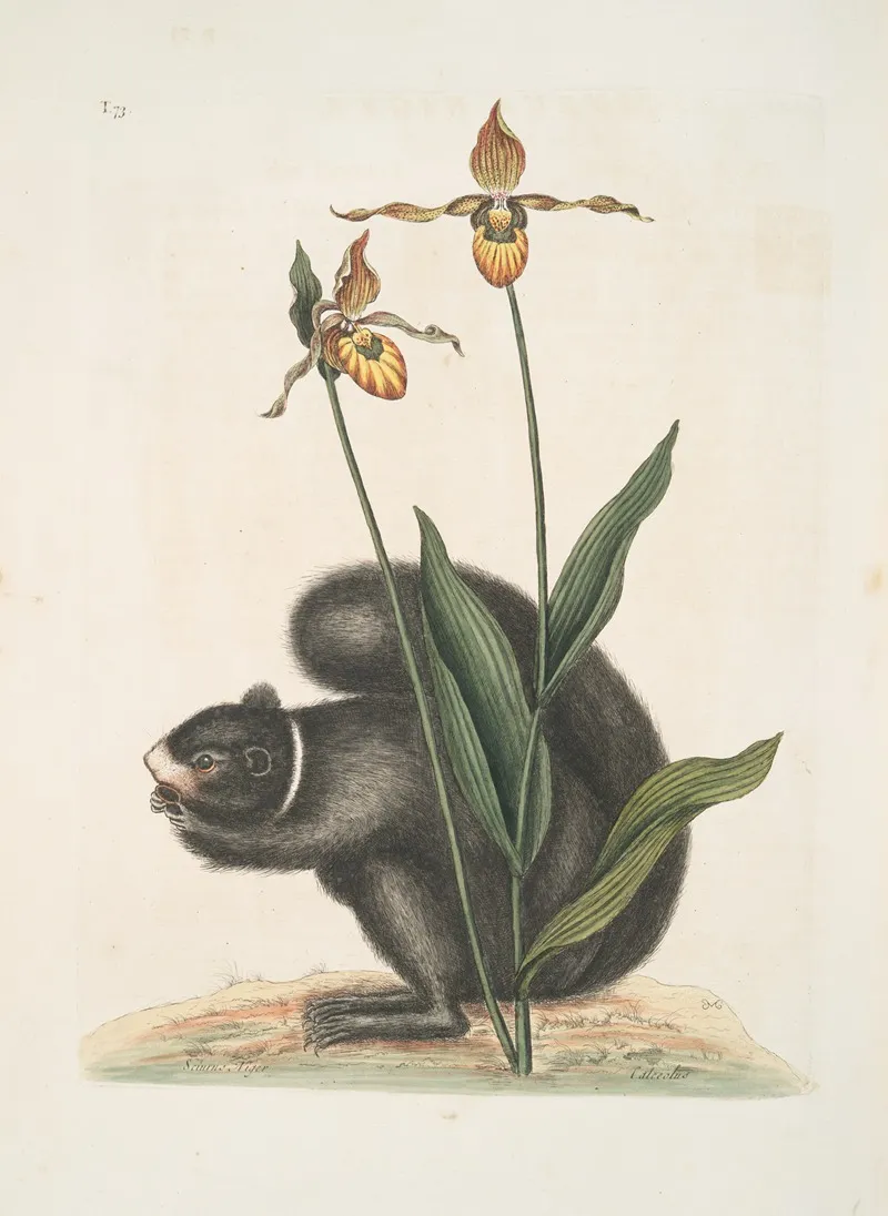 Sciurus Niger The Black Squirrel Calceolus The Ladys Slipper Wall Art by Mark Catesby - High-Resolution Digital Print