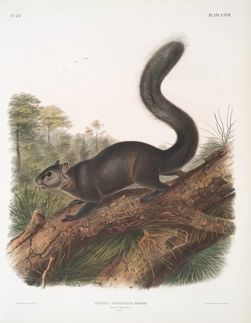 Sciurus Nigrenscens Dusky Sqiurrel Male Natural Size Wall Art by John Woodhouse Audubon - High-Resolution Digital Print