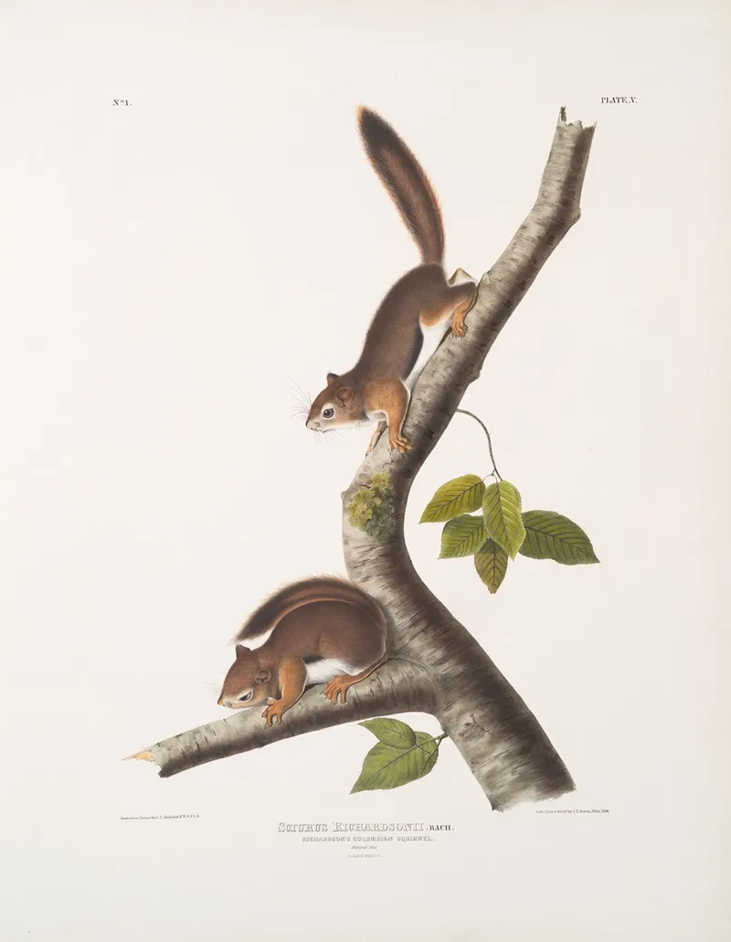 Sciurus Richardsonii Richardsons Columbian Squirrel Natural Size Male Female Wall Art by John Woodhouse Audubon - High-Resolution Digital Print