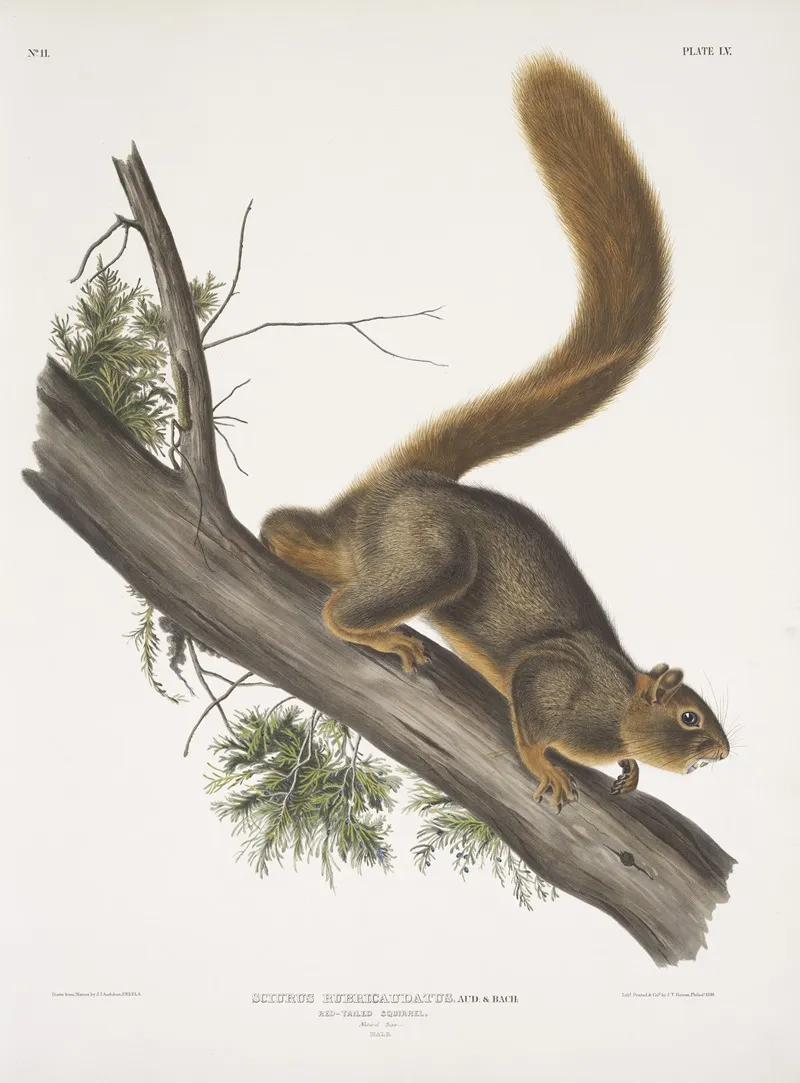 Sciurus Rubricaudatus Red Tailed Squirrel Natural Size Male Wall Art by John Woodhouse Audubon - High-Resolution Digital Print