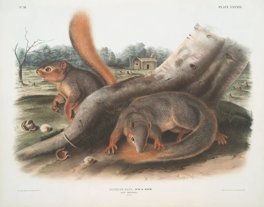 Sciurus Sayi Says Squirrel Natural Size Wall Art by John Woodhouse Audubon - High-Resolution Digital Print
