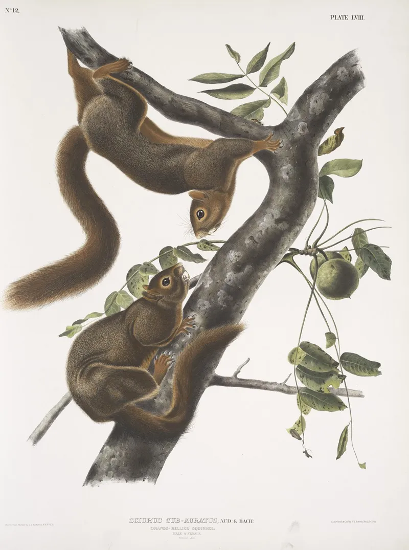 Sciurus Sub Auratus Orange Bellied Squirrel Male Female Natural Size Wall Art by John Woodhouse Audubon - High-Resolution Digital Print