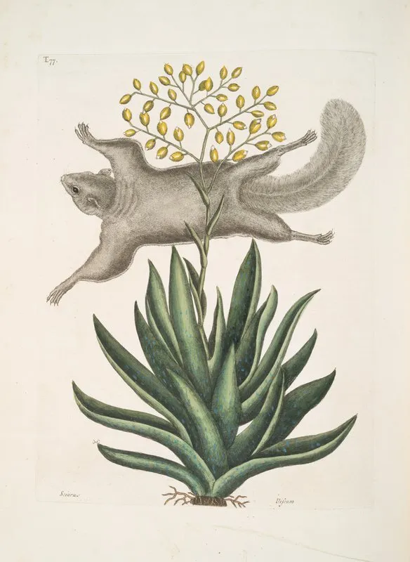 Sciurus The Flying Squirrel Viscum Wall Art by Mark Catesby - High-Resolution Digital Print