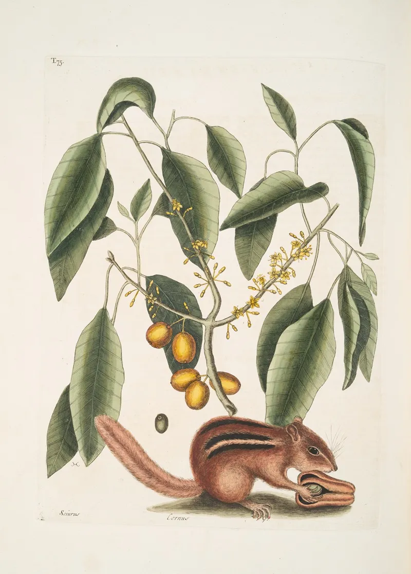Sciurus The Ground Squirrel Cornus The Mastick Tree Wall Art by Mark Catesby - High-Resolution Digital Print