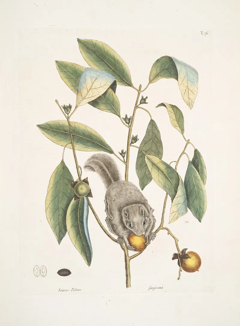 Sciurus Volans The Flying Squirrel Guajacana Wall Art by Mark Catesby - High-Resolution Digital Print