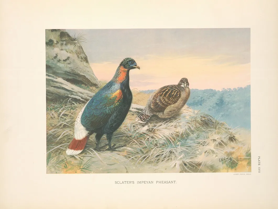 Sclaters Impeyan Pheasant Lophophorus Sclateri Wall Art by George Edward Lodge - High-Resolution Digital Print