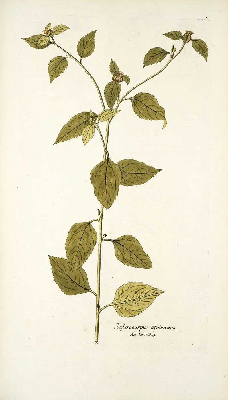 Sclerocarpus Africanus Wall Art by Nikolaus Joseph Freiherr von Jacquin - High-Resolution Digital Print