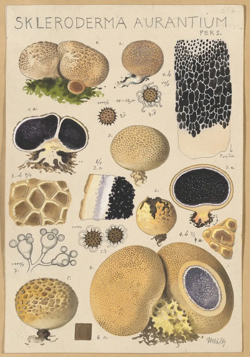 Scleroderma Aurantium Pers Wall Art by Hans Walty - High-Resolution Digital Print