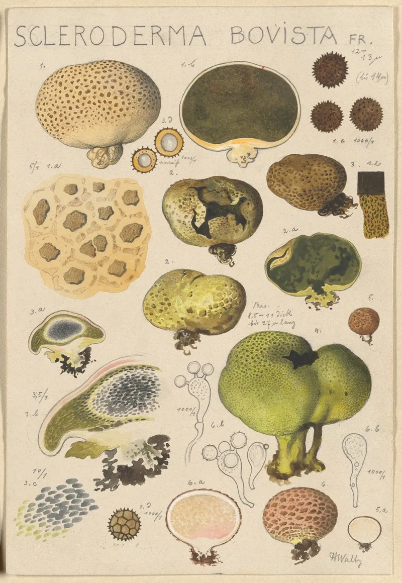 Scleroderma Bovista Wall Art by Hans Walty - High-Resolution Digital Print