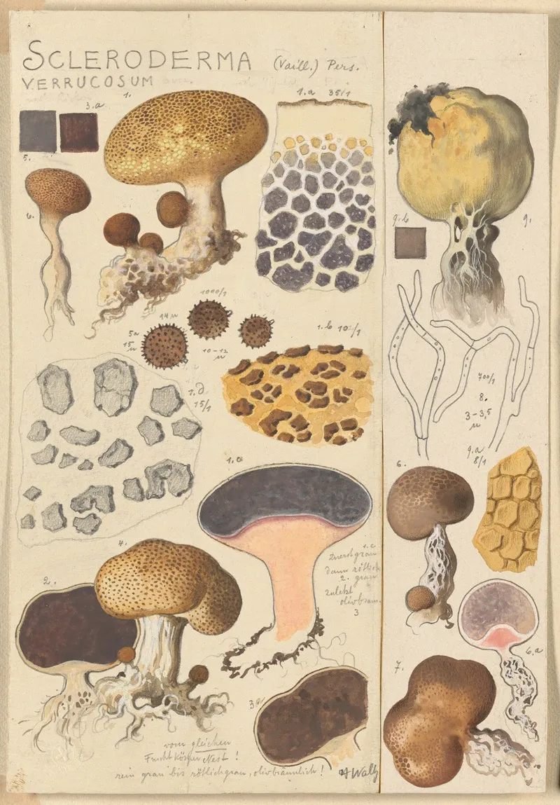 Scleroderma Verrucosum Wall Art by Hans Walty - High-Resolution Digital Print