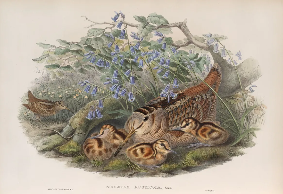 Scolopax Rusticola Woodcock Wall Art by John Gould - High-Resolution Digital Print