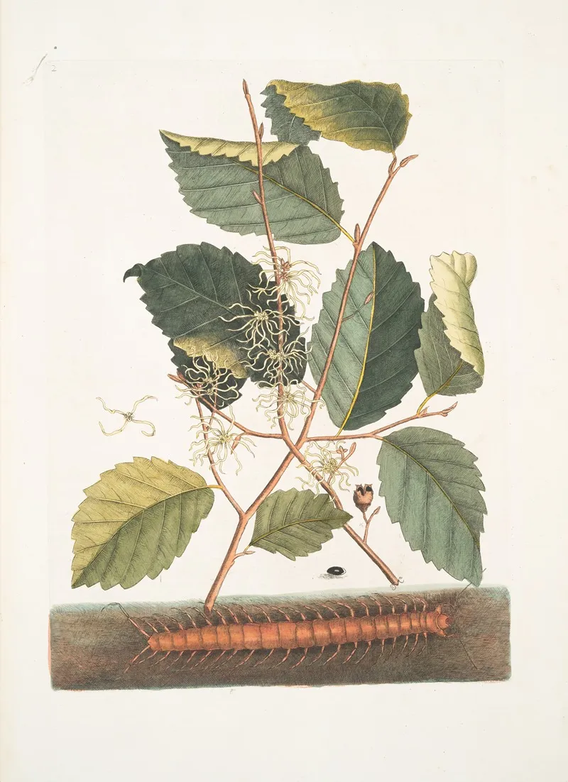 Scolopendra Hamamelis Wall Art by Mark Catesby - High-Resolution Digital Print