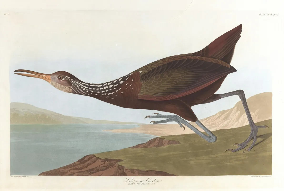 Scolpaceus Courlan Wall Art by John James Audubon - High-Resolution Digital Print