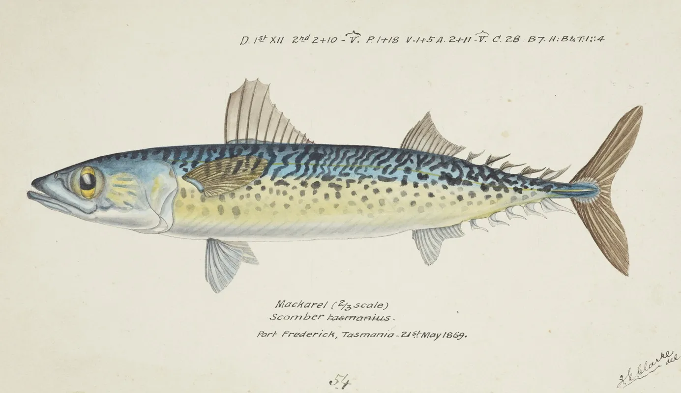 Scomber Australasicus Tas Blue Mackerel