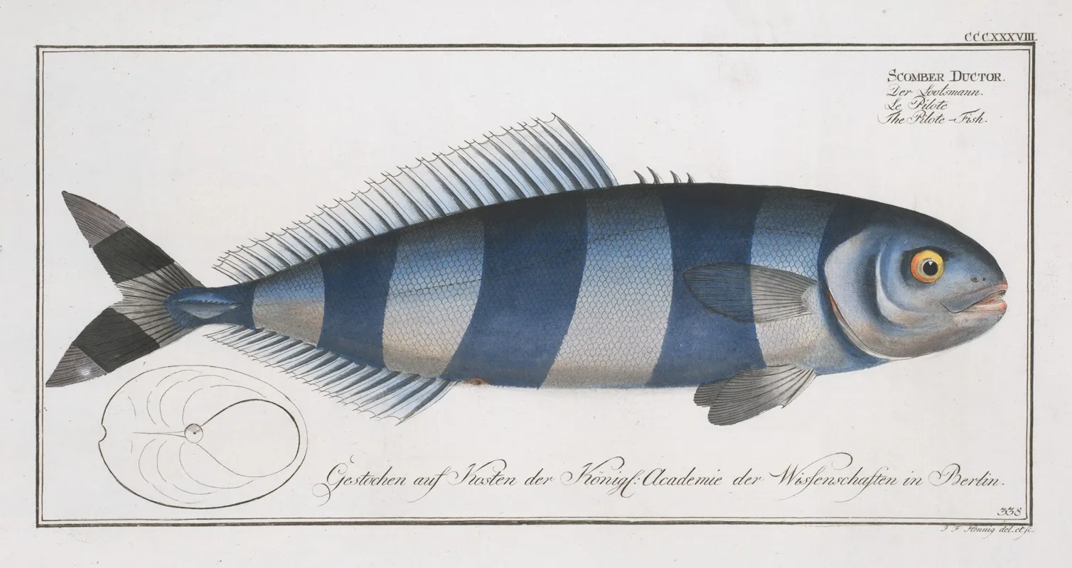 Scomber Ductor The Pilote Fish Wall Art by Marcus Elieser Bloch - High-Resolution Digital Print