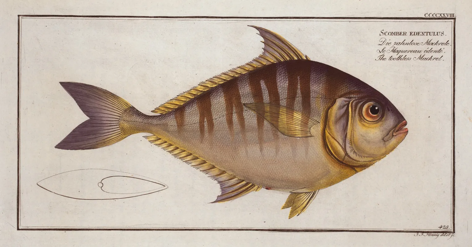 Scomber Edentulus The Toothless Mackrel Wall Art by Marcus Elieser Bloch - High-Resolution Digital Print