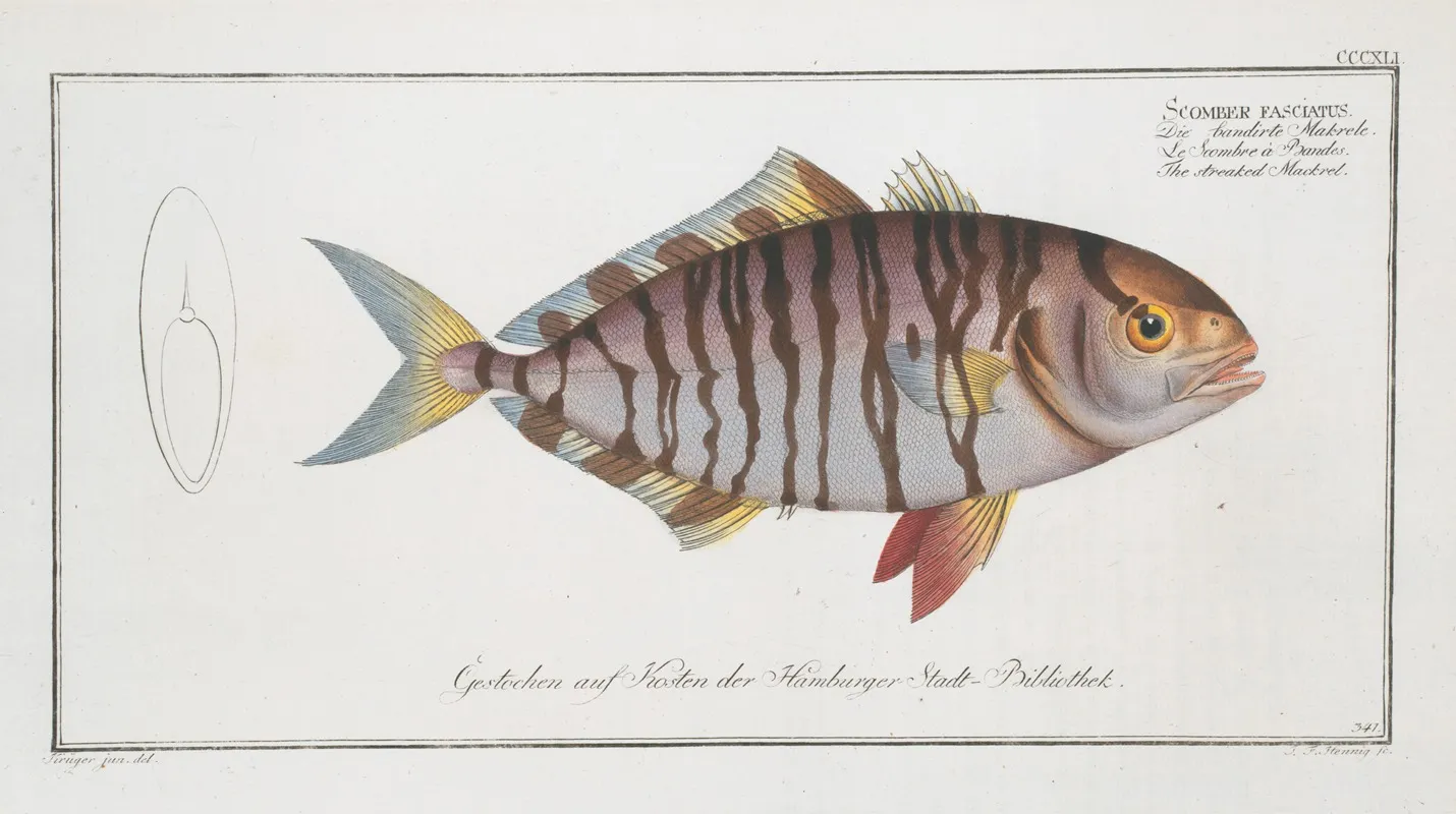 Scomber Fasciatus The Streaked Mackrel Wall Art by Marcus Elieser Bloch - High-Resolution Digital Print