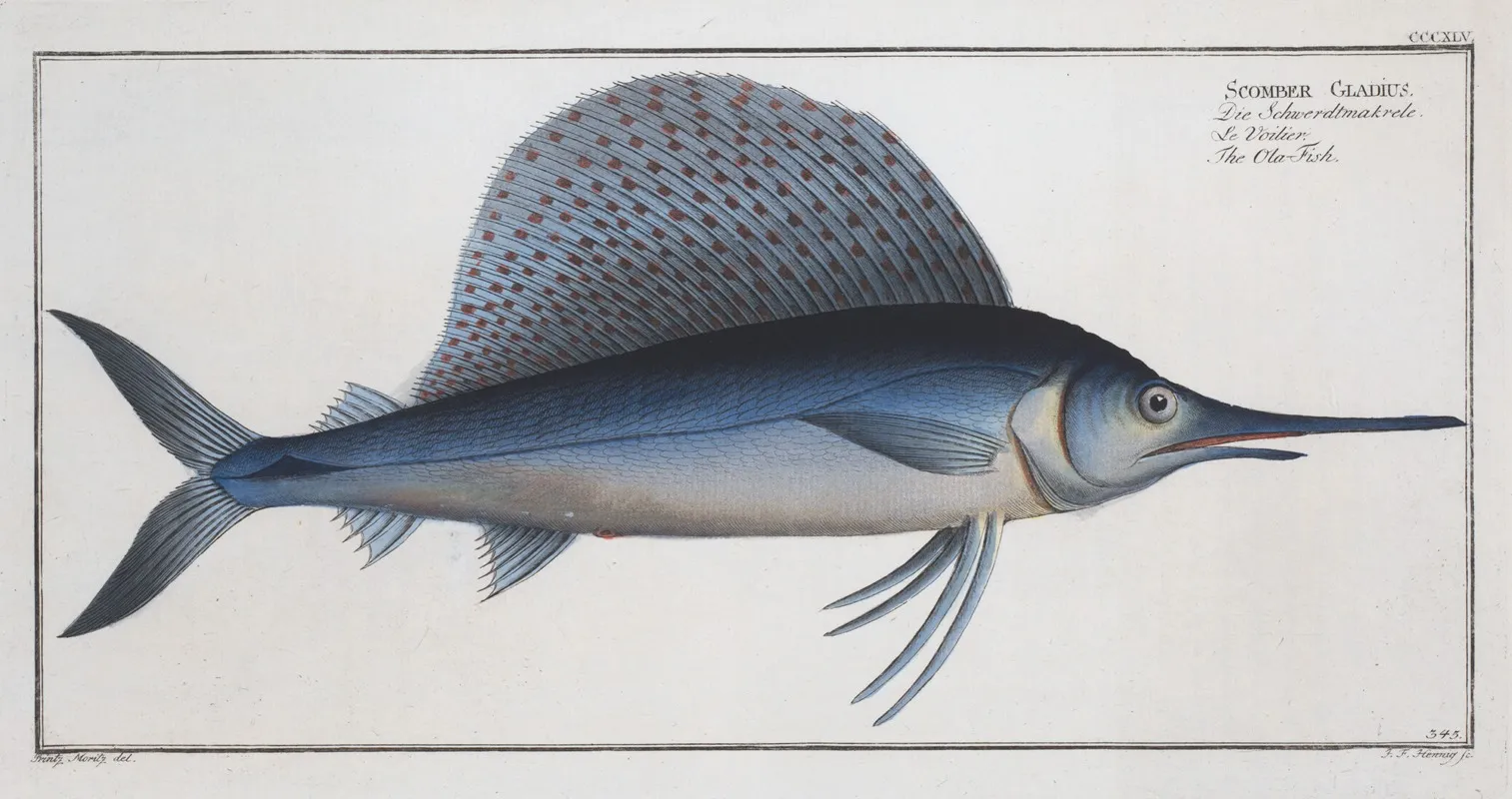 Scomber Gladius The Ola Fish Wall Art by Marcus Elieser Bloch - High-Resolution Digital Print