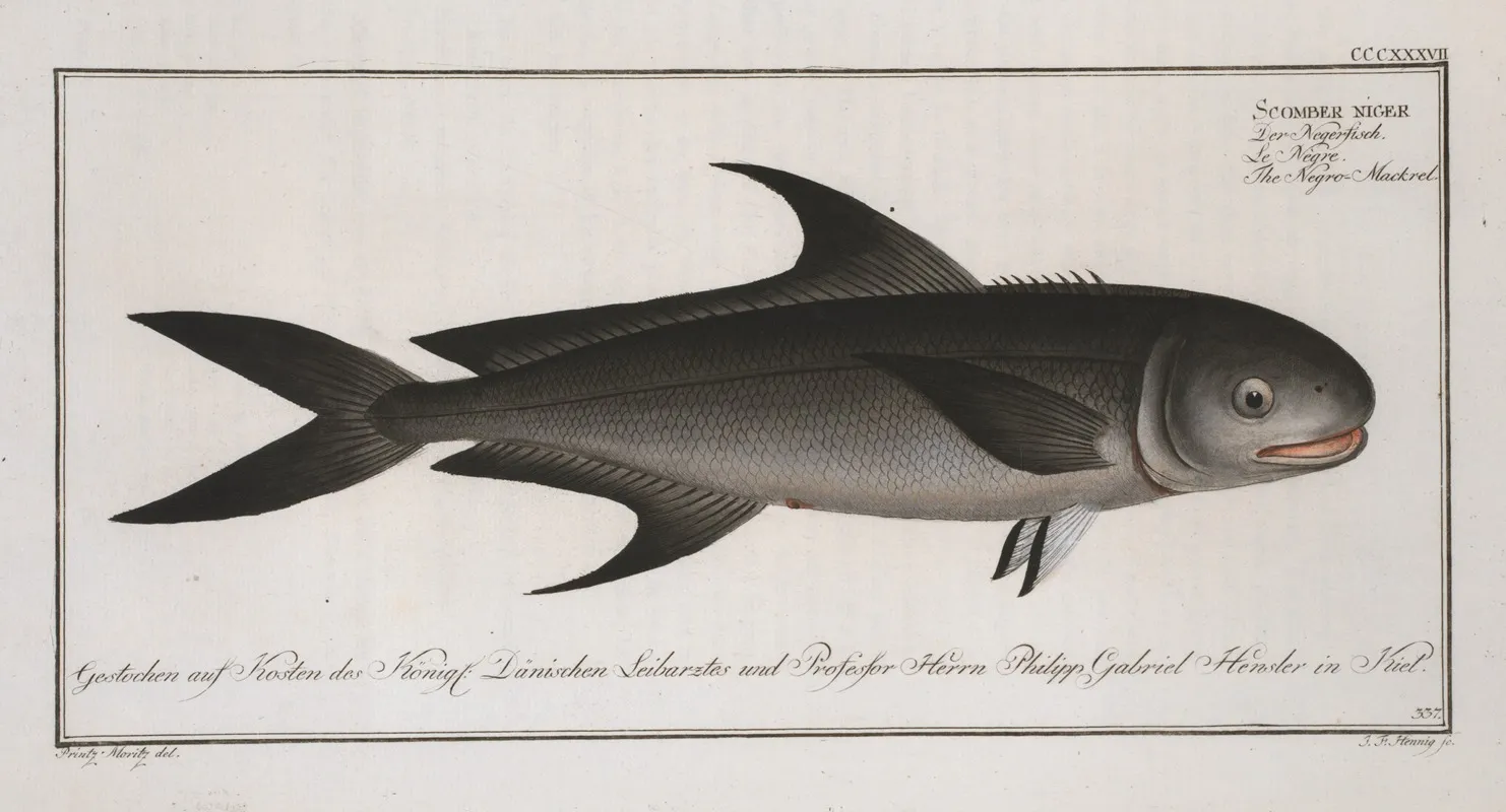 Scomber Niger The Negro Mackrel Wall Art by Marcus Elieser Bloch - High-Resolution Digital Print