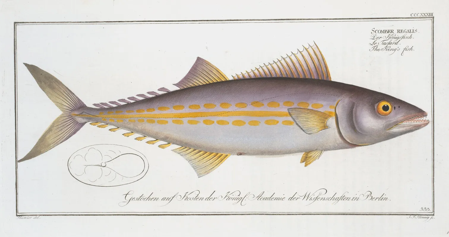 Scomber Regalis The Kings Fish Wall Art by Marcus Elieser Bloch - High-Resolution Digital Print