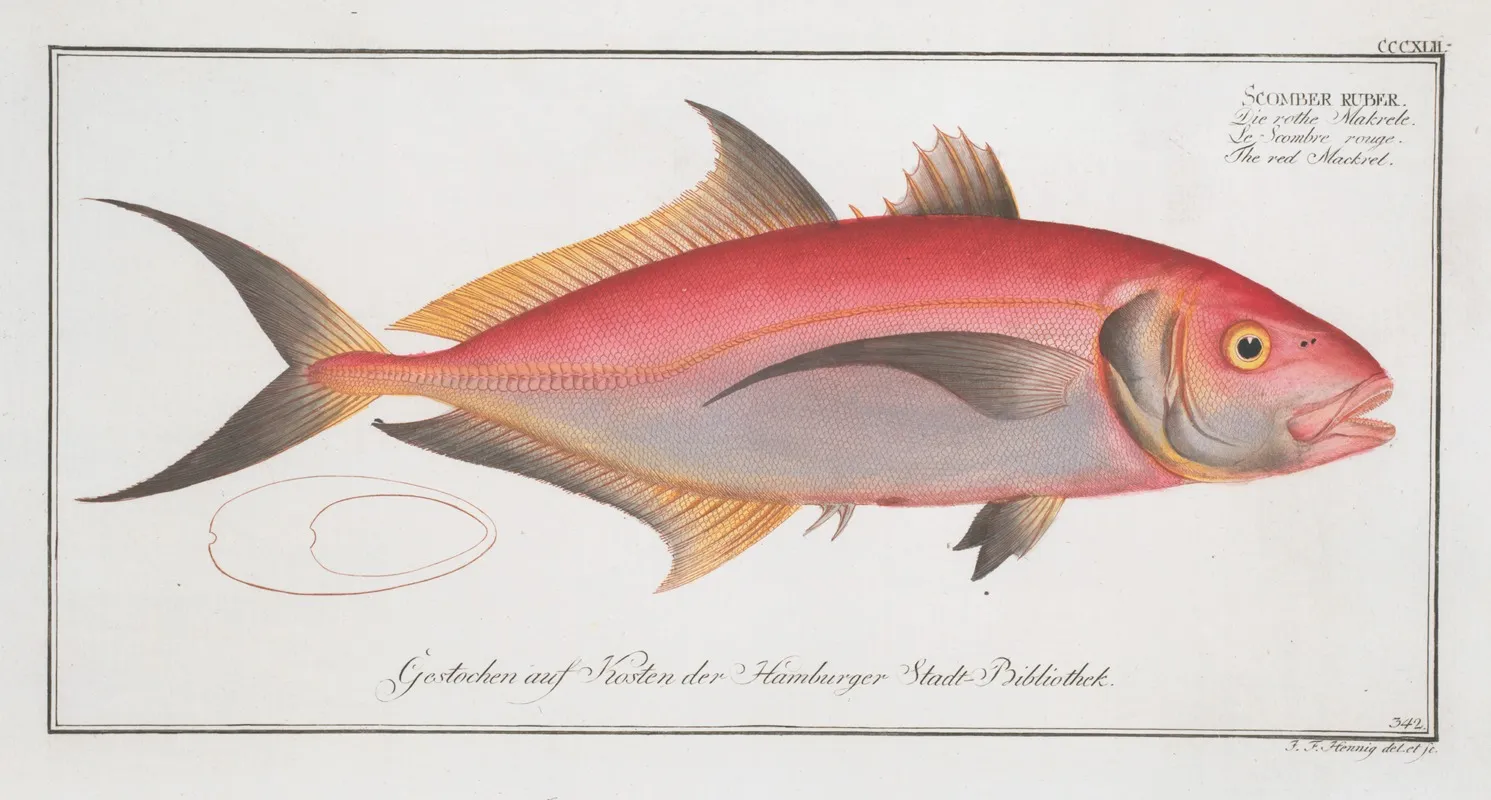 Scomber Ruber The Red Mackrel Wall Art by Marcus Elieser Bloch - High-Resolution Digital Print