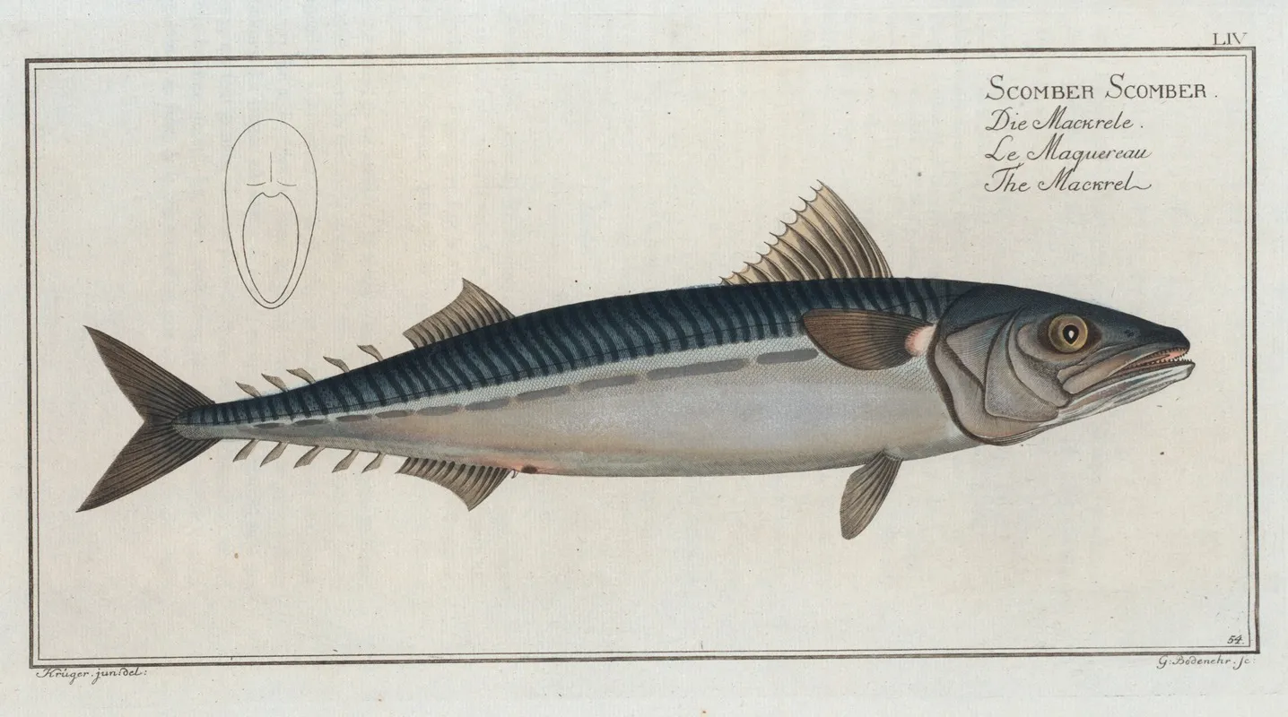 Scomber Scomber The Mackrel Wall Art by Marcus Elieser Bloch - High-Resolution Digital Print
