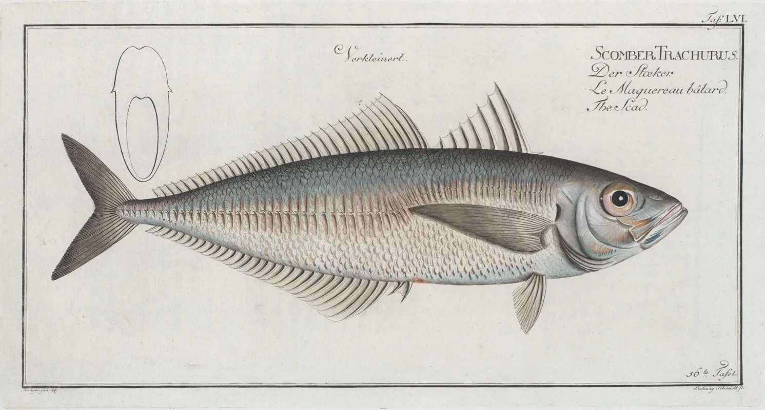 Scomber Trachurus The Scad Wall Art by Marcus Elieser Bloch - High-Resolution Digital Print