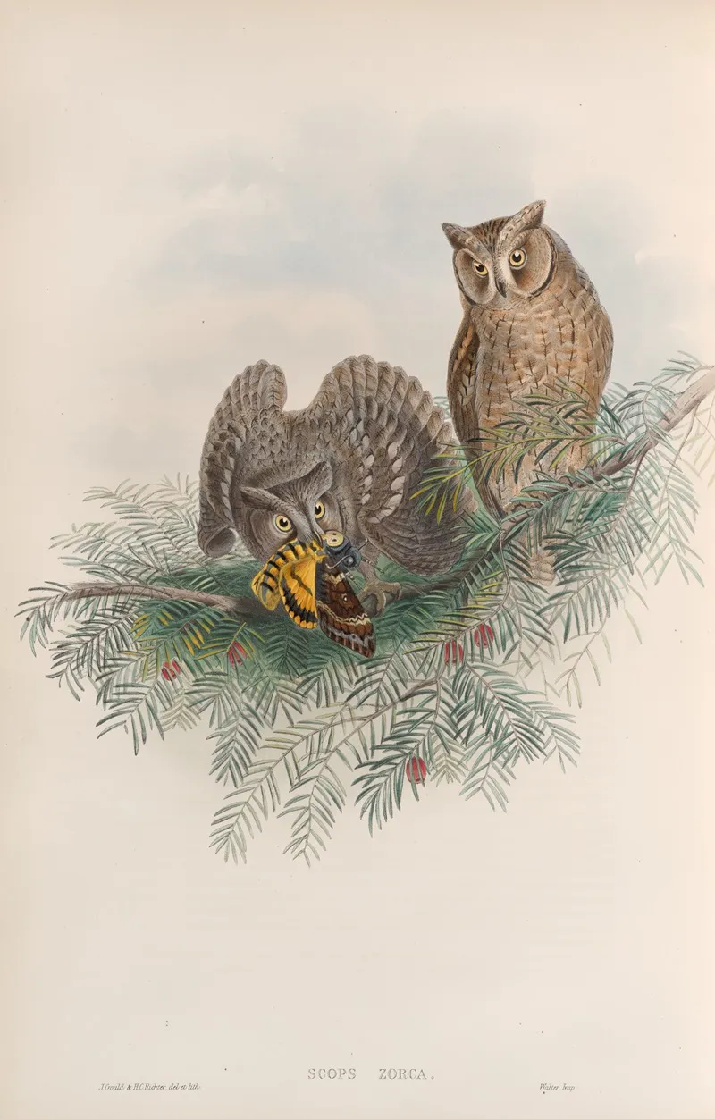 Scops Zorca Scops Eared Owl Wall Art by John Gould - High-Resolution Digital Print