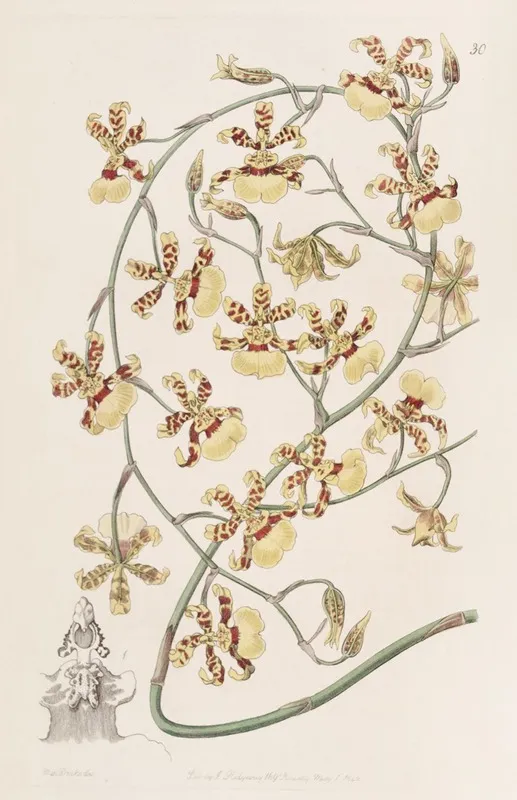 Scorched Oncidium Wall Art by Sydenham Edwards - High-Resolution Digital Print