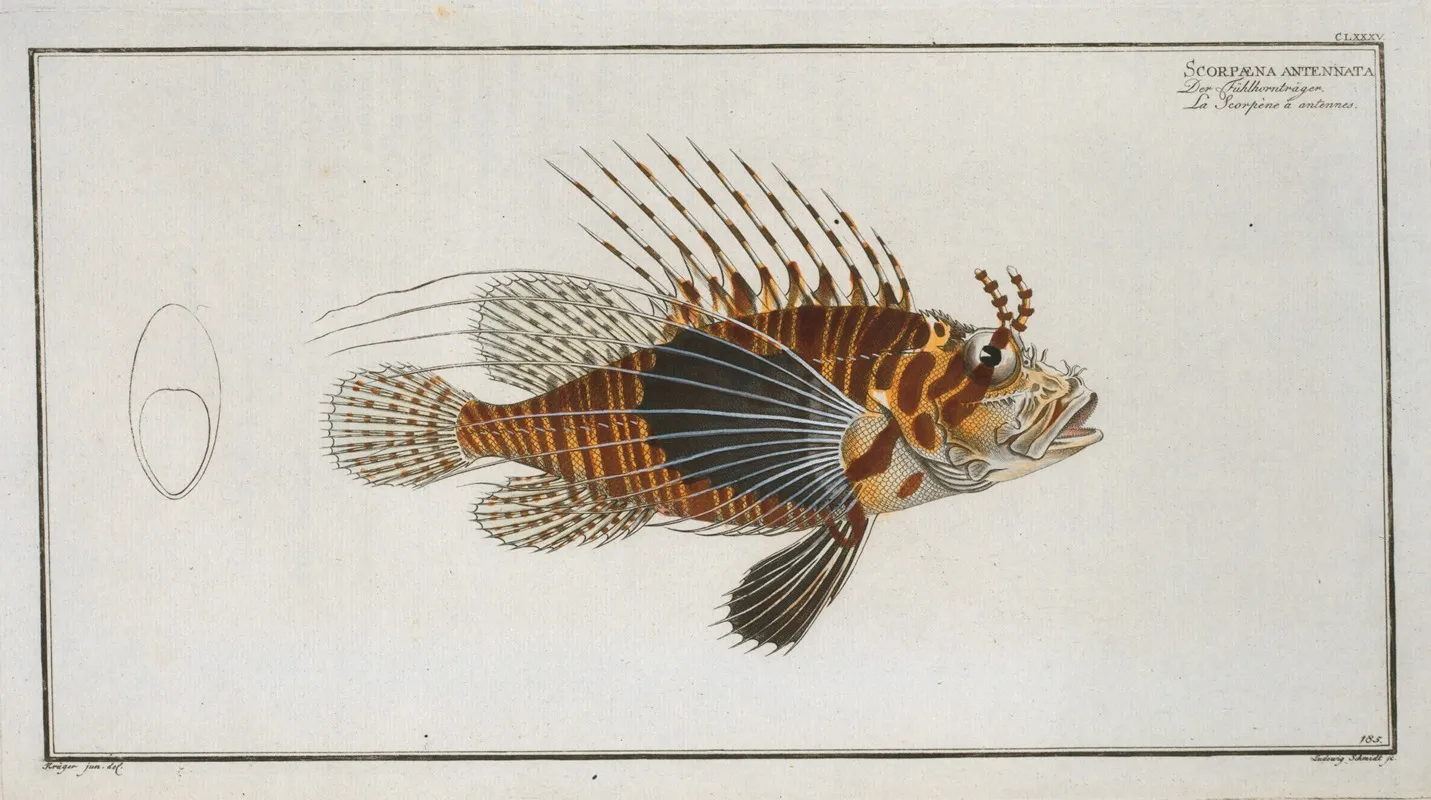Scorpaena Antennata Wall Art by Marcus Elieser Bloch - High-Resolution Digital Print
