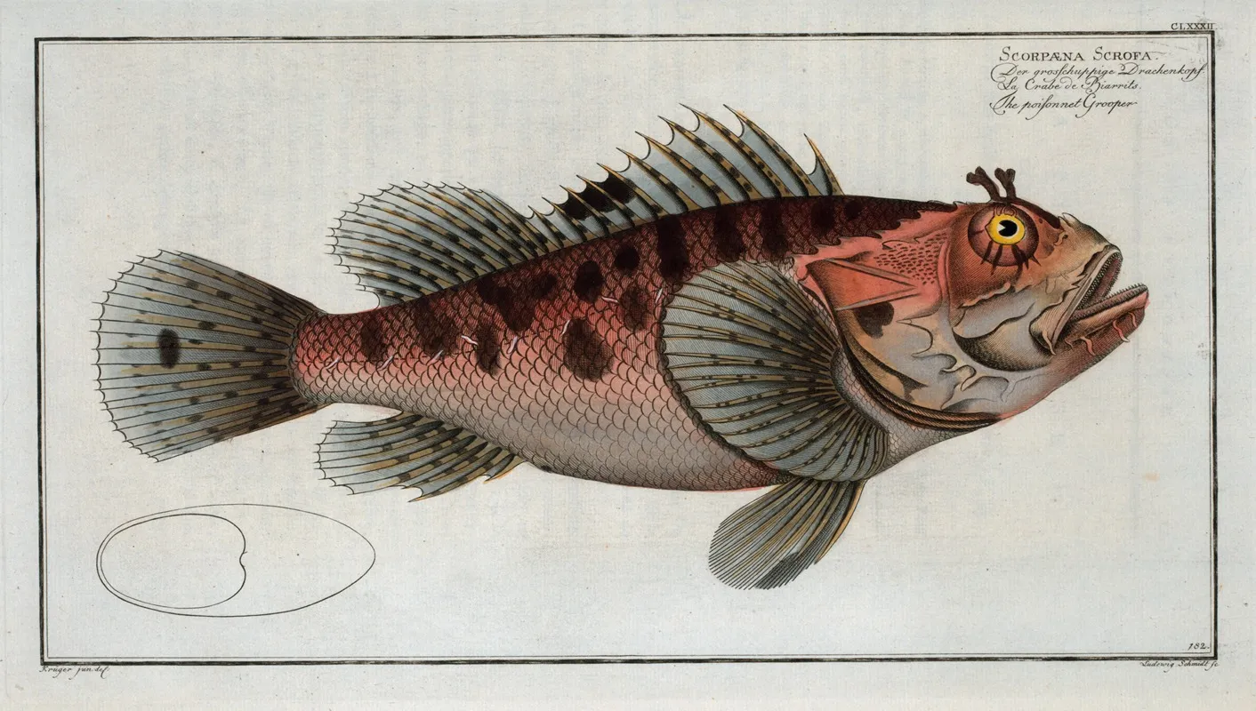 Scorpaena Scrofa The Poisonnet Grooper Wall Art by Marcus Elieser Bloch - High-Resolution Digital Print
