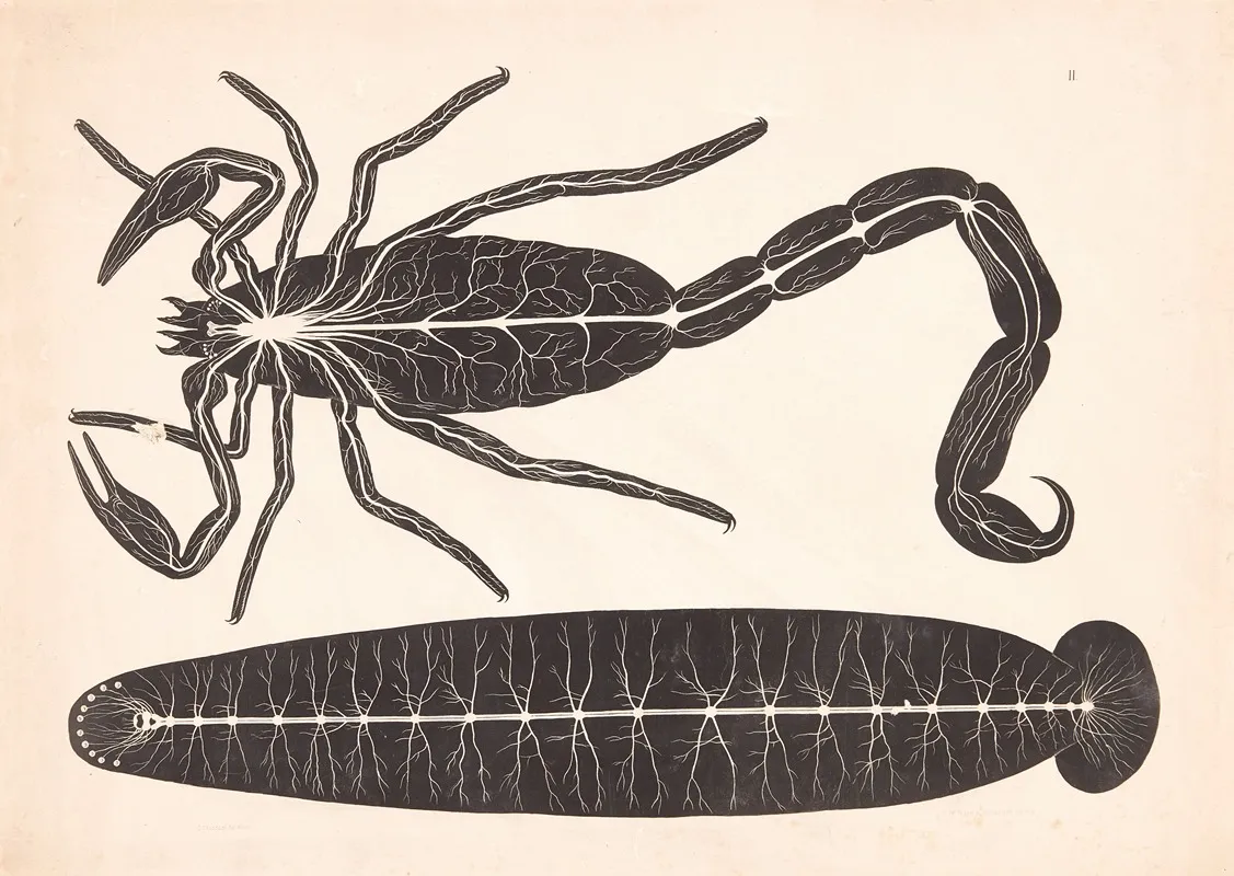 Scorpion 3 Wall Art by Isaac Wilhelm Tegner - High-Resolution Digital Print