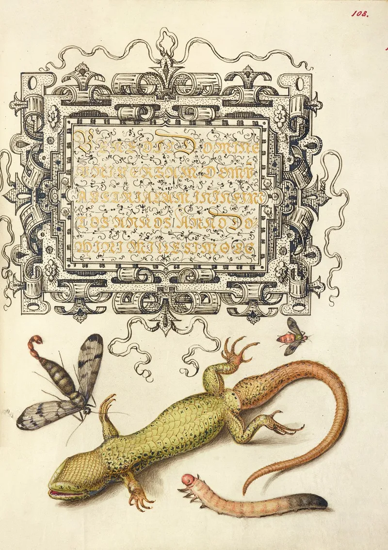 Scorpionfly Insect Lizard And Insect Larva