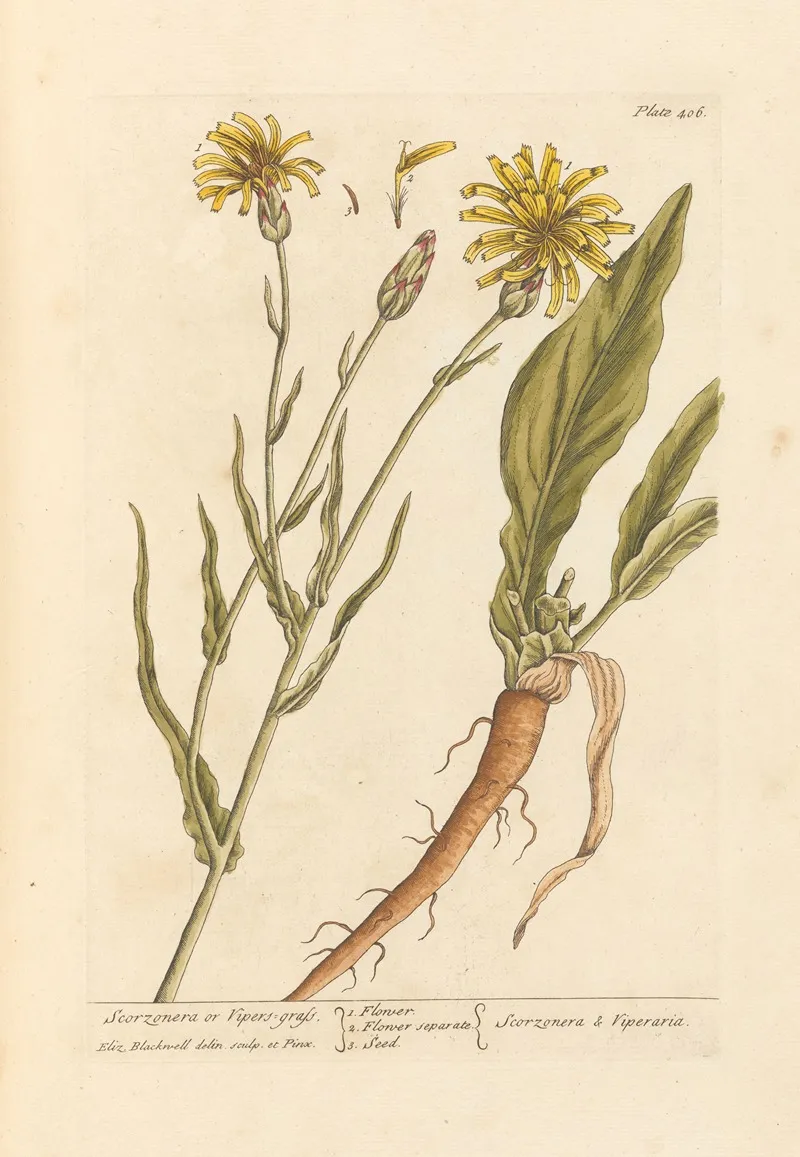 Scorzonera Or Vipers Grass Wall Art by Elizabeth Blackwell - High-Resolution Digital Print