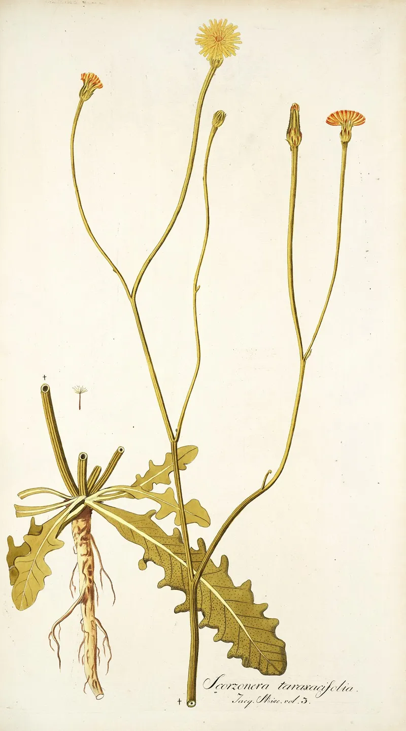 Scorzonera Taraxacifolia Wall Art by Nikolaus Joseph Freiherr von Jacquin - High-Resolution Digital Print