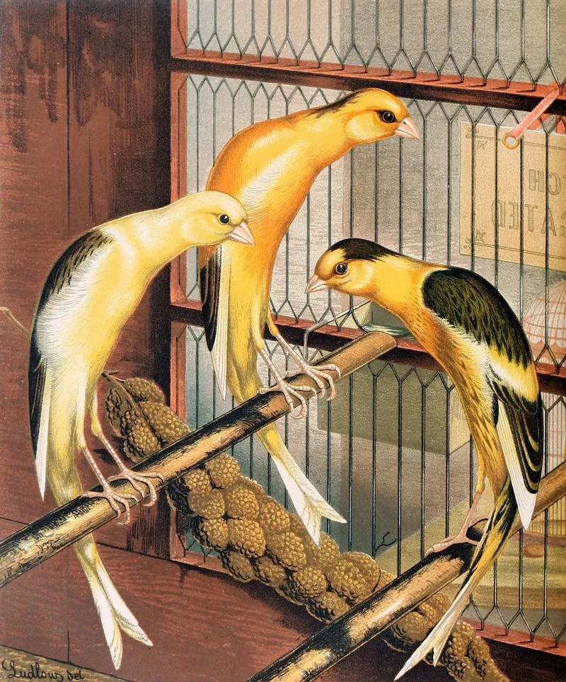 Scotch Fancy Canaries Piebald Wall Art by W. A . Blakston - High-Resolution Digital Print