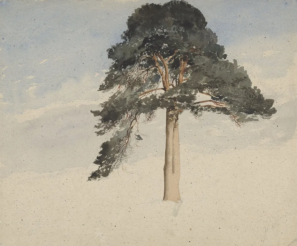 Scottish Pine Tree