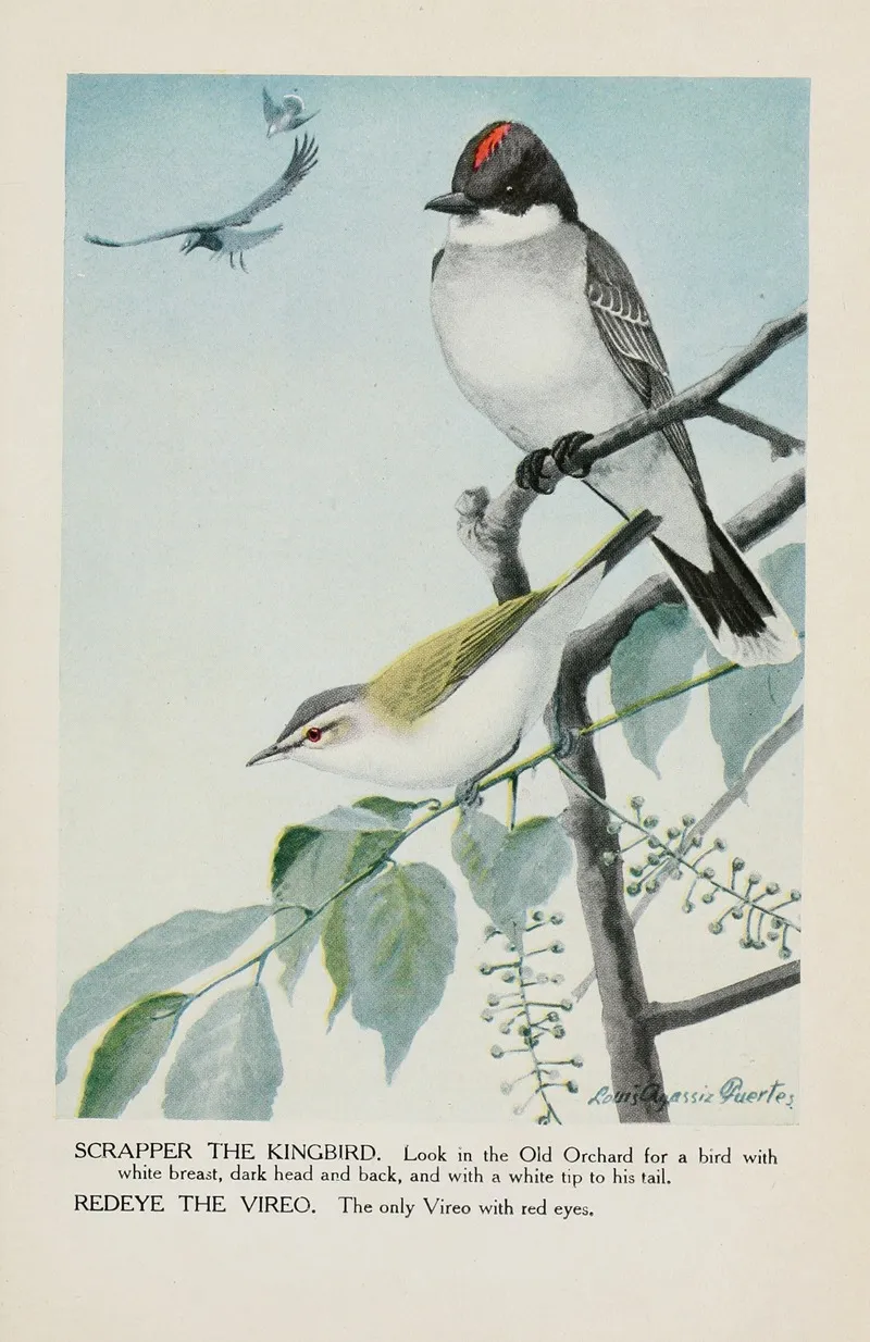 Scrapper The Kingbird Redeye The Vireo Wall Art by Louis Agassiz Fuertes - High-Resolution Digital Print