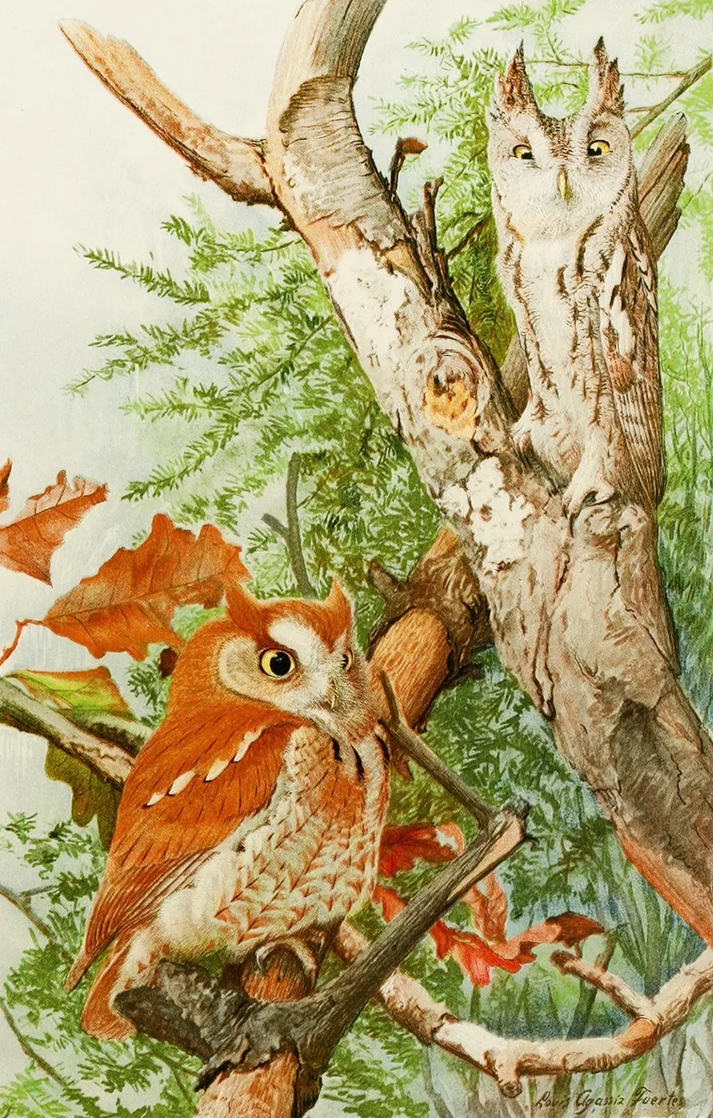 Screech Owl Wall Art by Louis Agassiz Fuertes - High-Resolution Digital Print