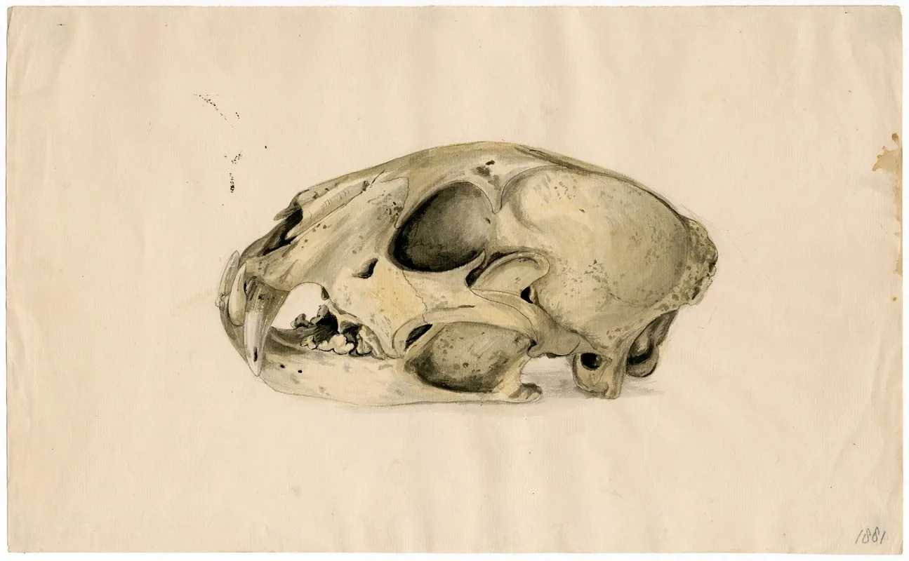 Scull Of A Panther