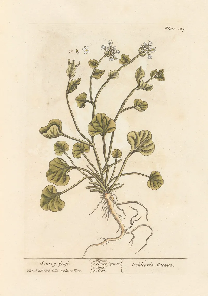 Scurvy Grass Wall Art by Elizabeth Blackwell - High-Resolution Digital Print
