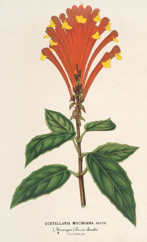 Scutellaria Mociniana Wall Art by Charles Antoine Lemaire - High-Resolution Digital Print