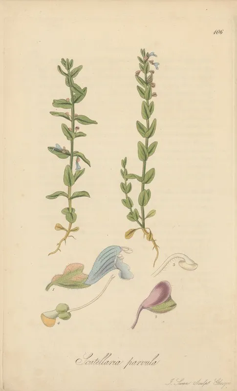 Scutellaria Parvula Wall Art by William Jackson Hooker - High-Resolution Digital Print