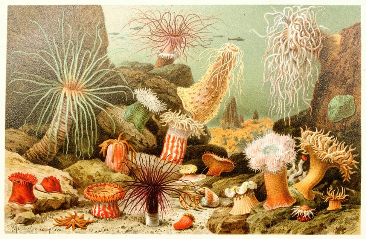 Sea Anemones 2 Wall Art by Anonymous - High-Resolution Digital Print